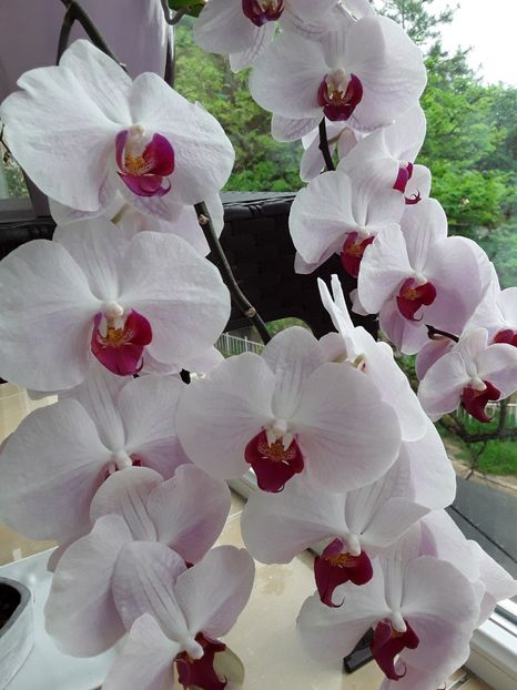  - orhidee 20 15 - reinflorire 2016-2018-2019