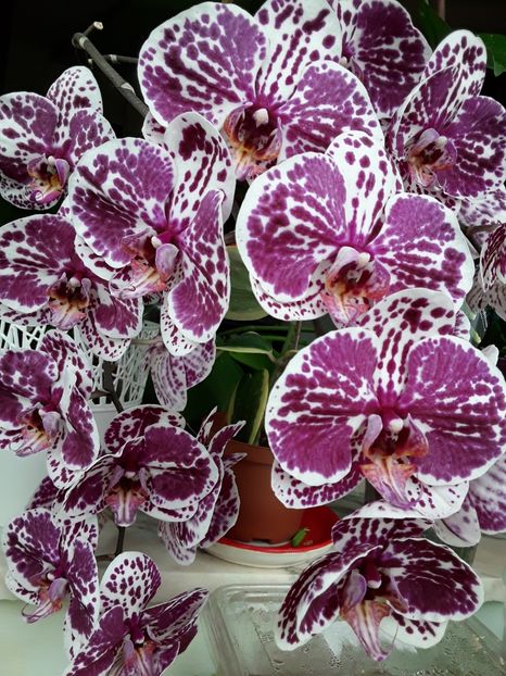  - orhidee 20 15 - reinflorire 2016-2018-2019