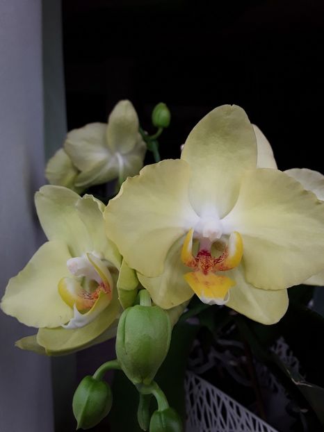  - orhidee 20 15 - reinflorire 2016-2018-2019