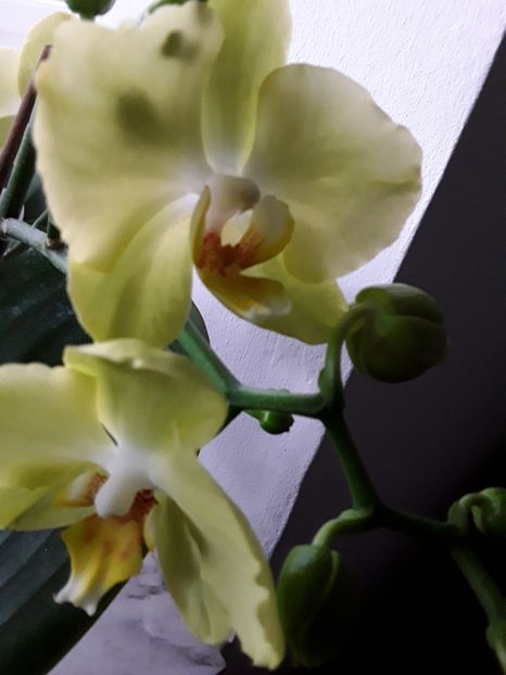  - orhidee 20 15 - reinflorire 2016-2018-2019