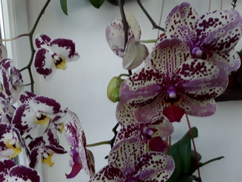  - orhidee 20 15 - reinflorire 2016-2018-2019