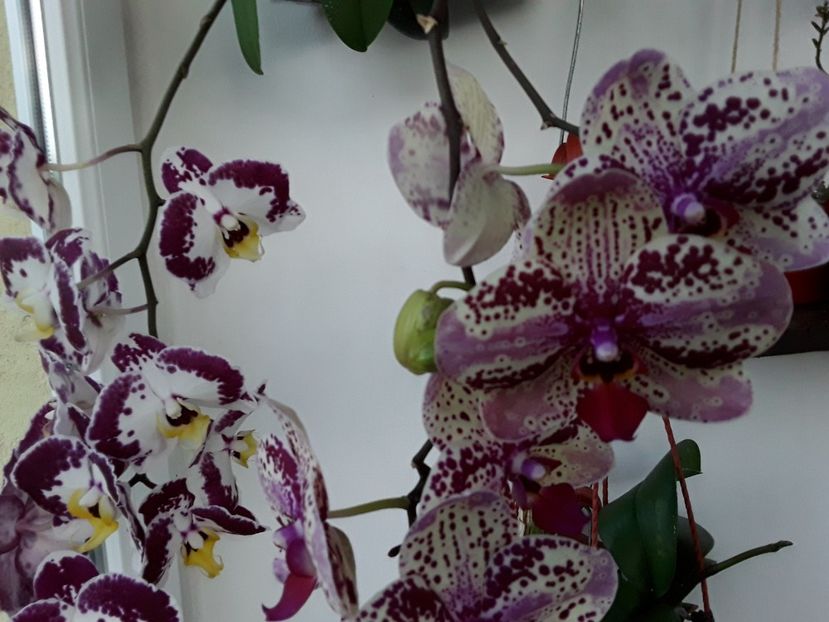 20190522_204434(0) - orhidee 20 15 - reinflorire 2016-2018-2019