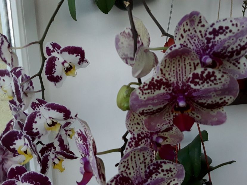  - orhidee 20 15 - reinflorire 2016-2018-2019
