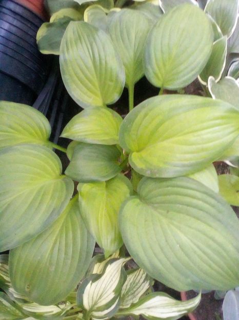 - Hosta 2019