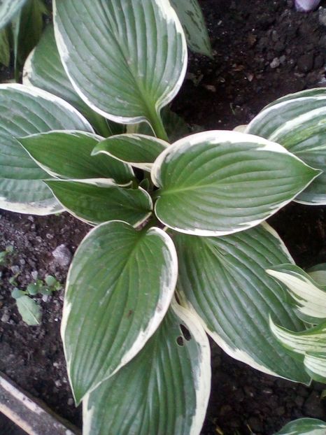  - Hosta 2019
