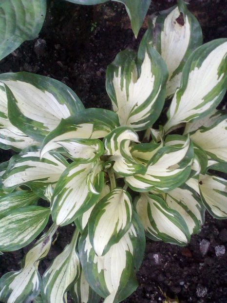  - Hosta 2019