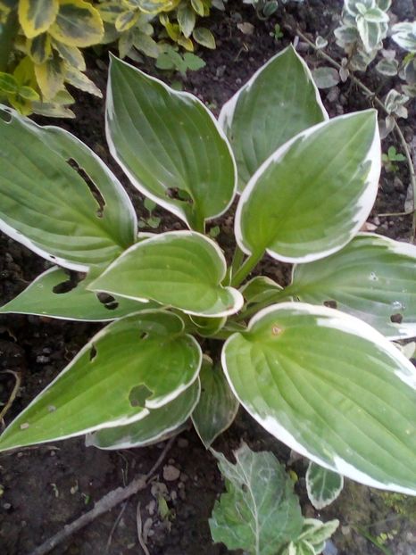  - Hosta 2019