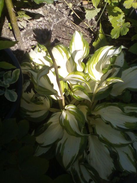  - Hosta 2019