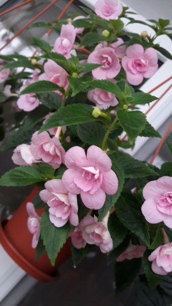 Double pink rose - 2018 Top Achi