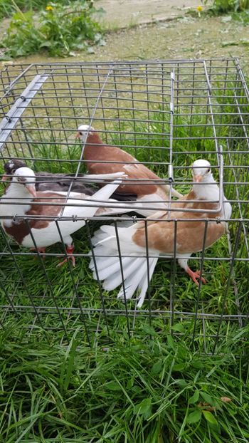 Puii rolleri de Birmingam - Rolleri de Birmingam 2019