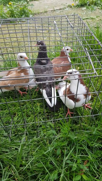 De vînzare 25lei bucata... - Rolleri de Birmingam 2019