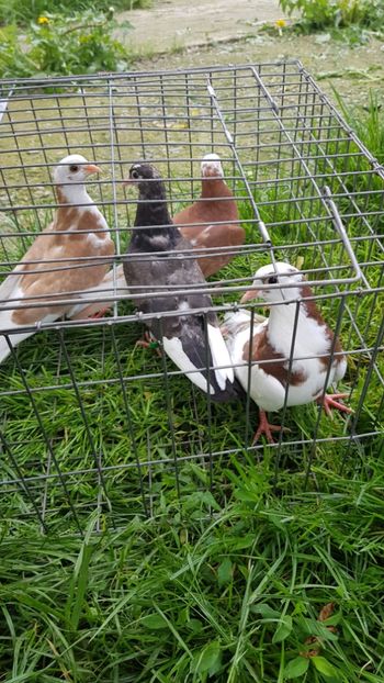  - Rolleri de Birmingam 2019