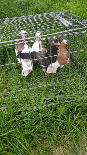  - Rolleri de Birmingam 2019