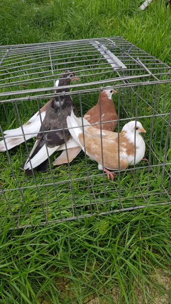  - Rolleri de Birmingam 2019