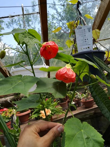  - Abutilon