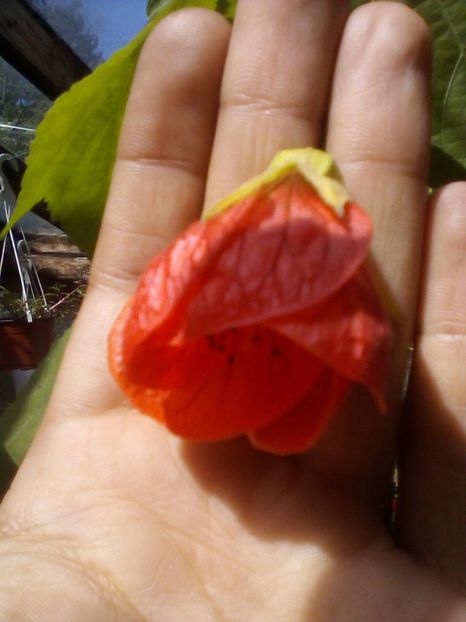  - Abutilon