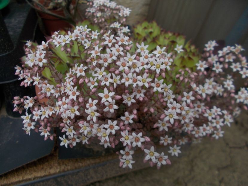  - Cactusi si suculente_2019