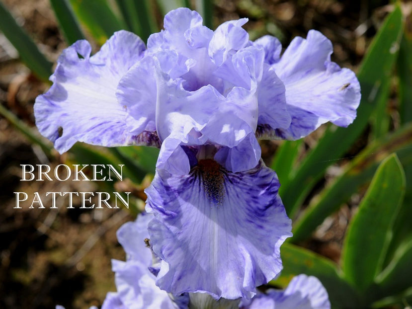 Broken Pattern-terminat - Irisi-oferta 2019