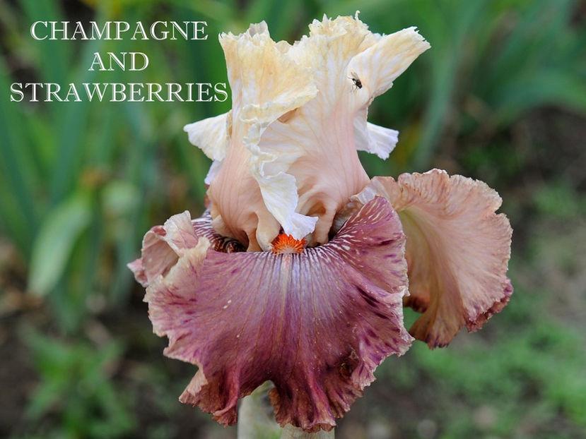 Champagne & Strawberries-terminat - Irisi-oferta 2019