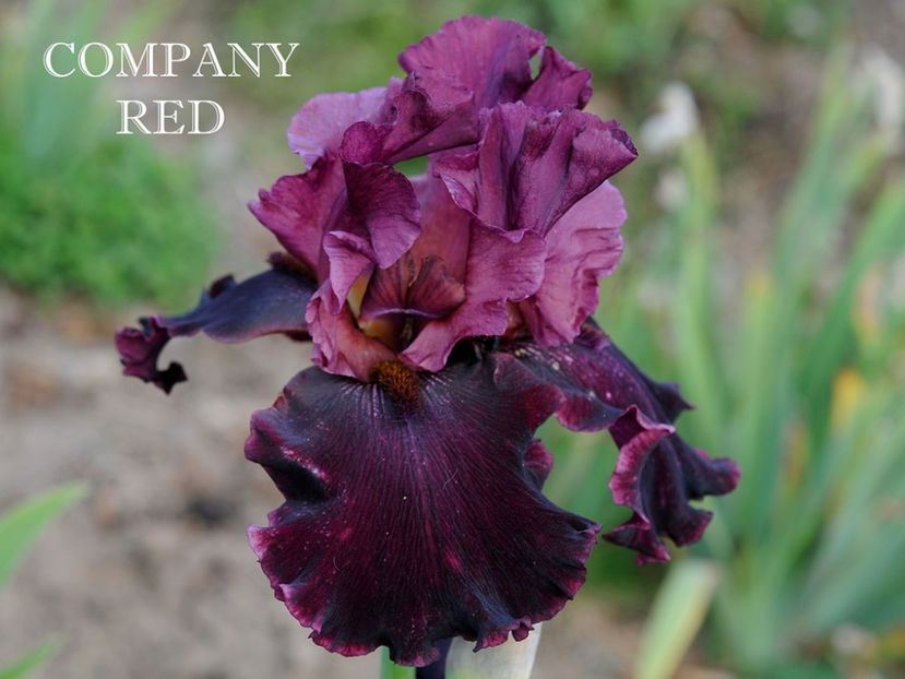 Company Red-terminat - Irisi-oferta 2019