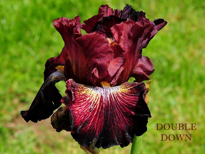 Double Down-terminat - Irisi-oferta 2019