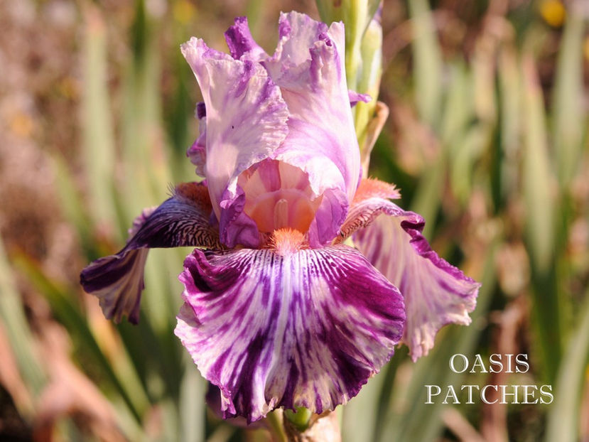 Oasis Patches - terminat - Irisi-oferta 2019