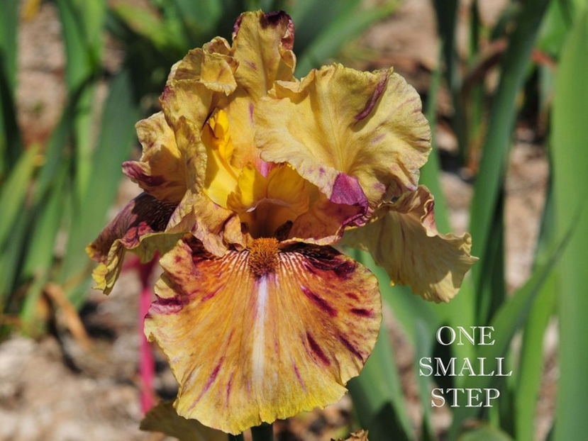 one_small_step - Irisi-oferta 2019
