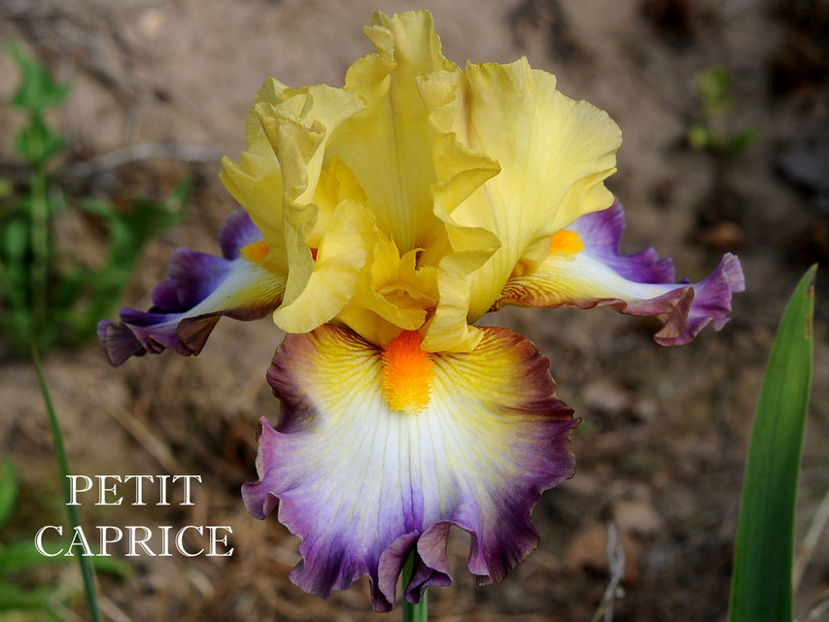 Petit Caprice-terminat - Irisi-oferta 2019