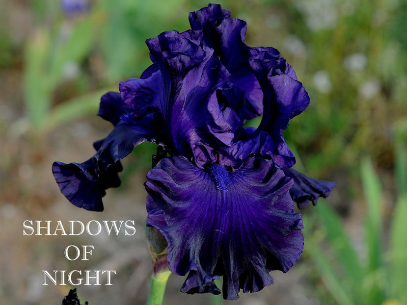 Shadows of Night-terminat - Irisi-oferta 2019