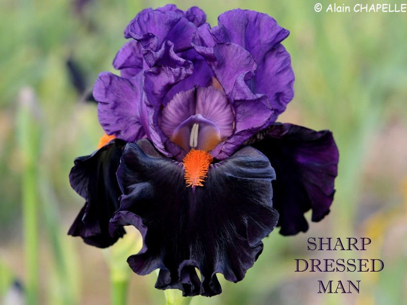 Sharp Dressed  Man- terminat - Irisi-oferta 2019