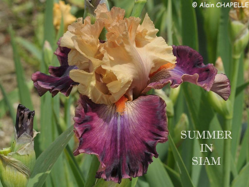 Summer in Siam-terminat - Irisi-oferta 2019