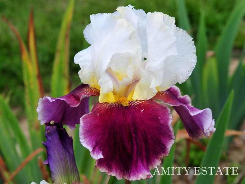 amity_estate-terminat - Irisi-oferta 2019