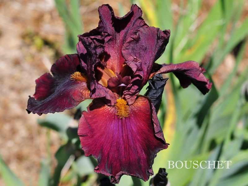 bouschet - Irisi-oferta 2019