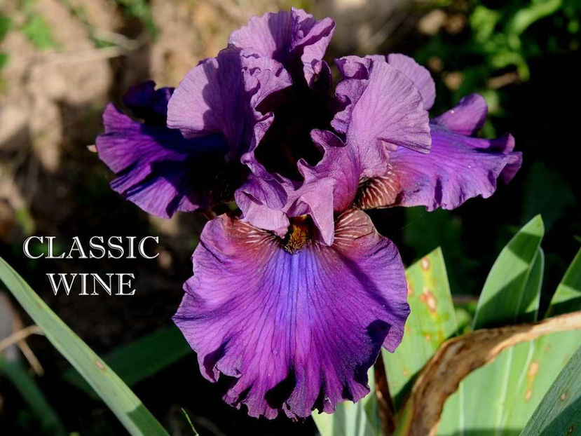 Classic Wine-terminat - Irisi-oferta 2019
