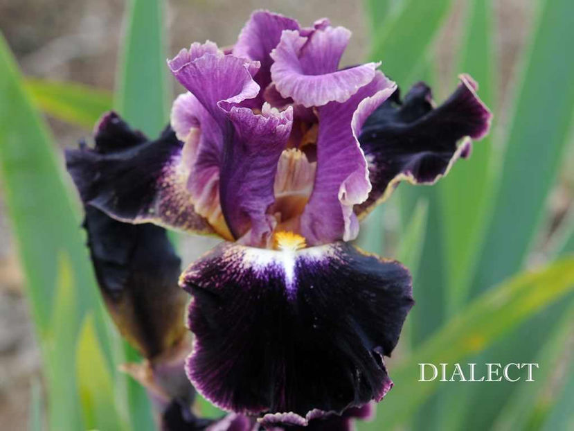 Dialect-terminat - Irisi-oferta 2019