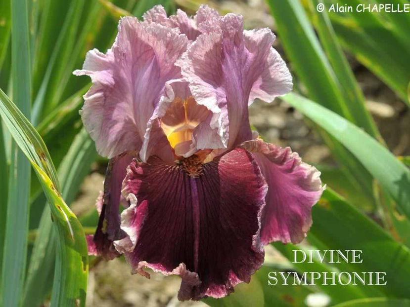 Divine Symphonie-terminat - Irisi-oferta 2019