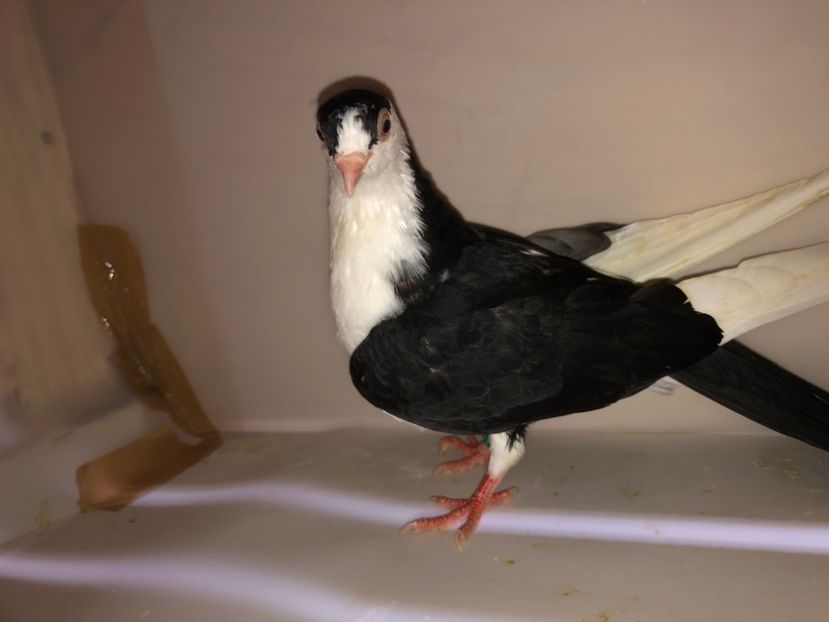 6865  femelă  2019_2 - tineret 2019