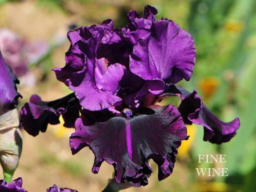 fine_wine -terminat - Irisi-oferta 2019