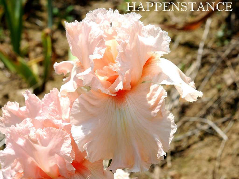 Happenstance-terminat - Irisi-oferta 2019