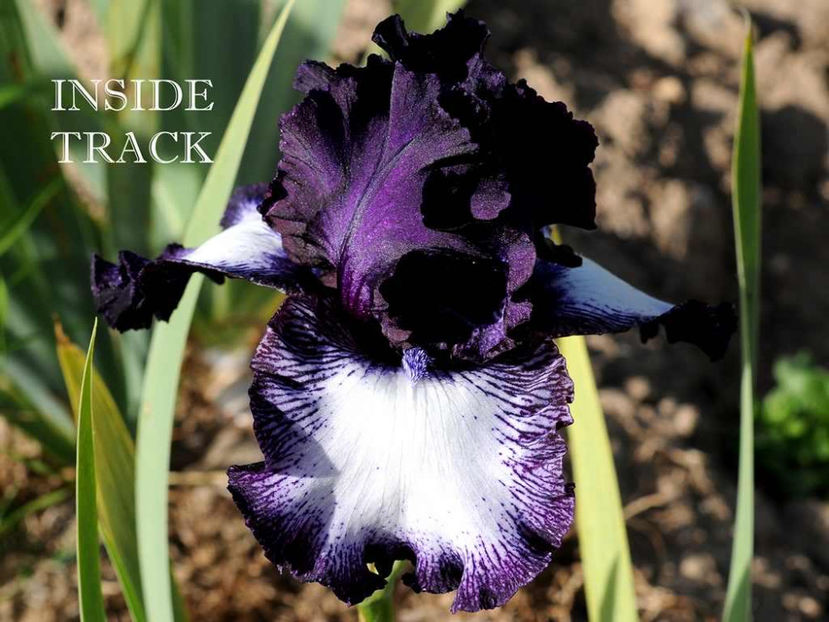 Inside Track-terminat - Irisi-oferta 2019