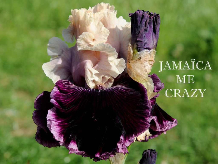 Jamaica Me Crazy-terminat - Irisi-oferta 2019