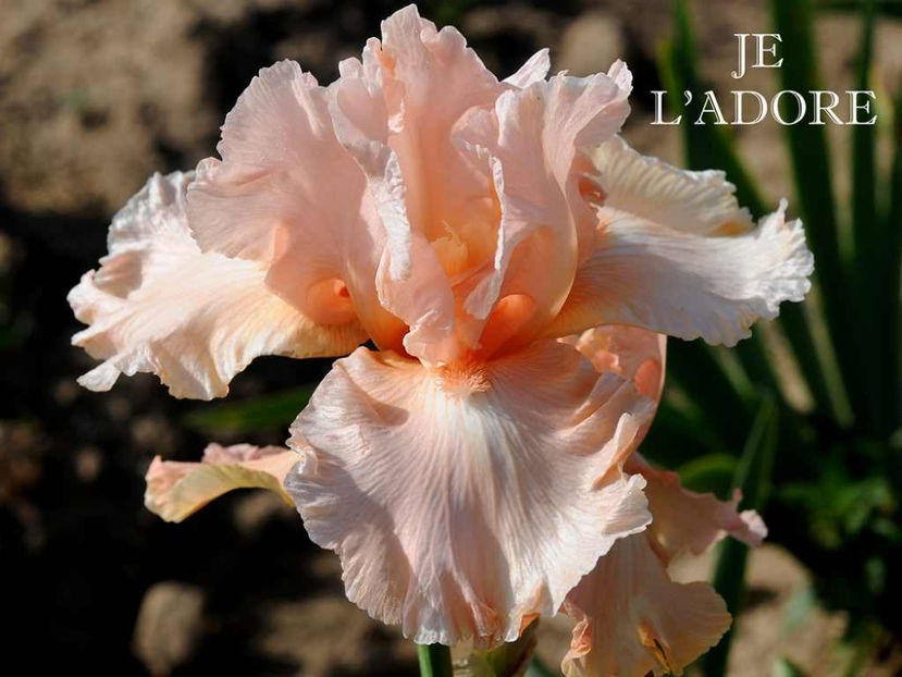 Je l Adore-terminat - Irisi-oferta 2019