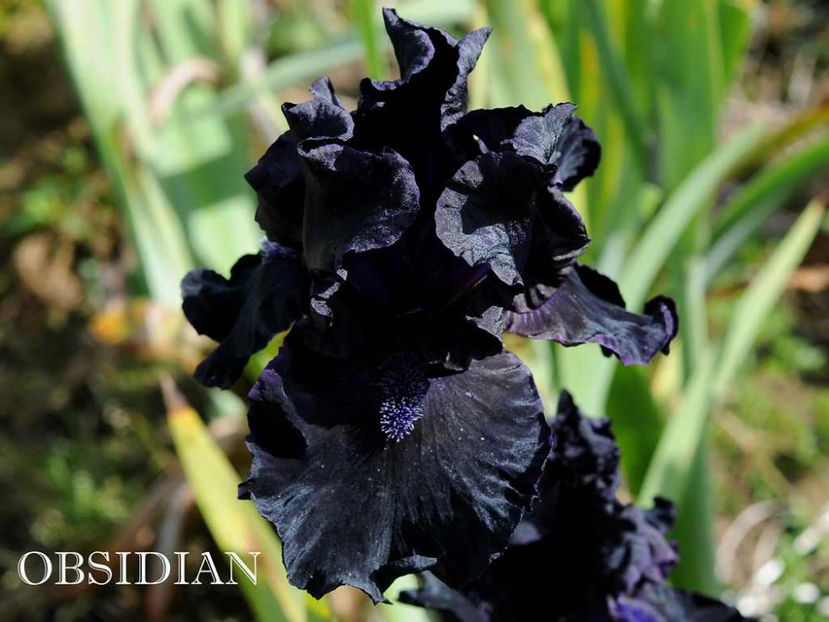 Obsidian-terminat - Irisi-oferta 2019