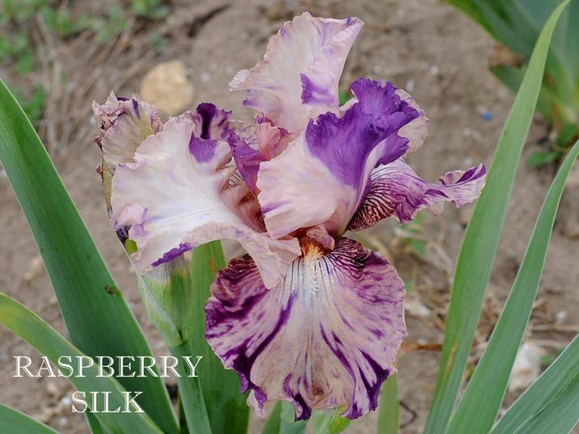 Raspberry Silk (M) 15 lei- terminat - Irisi-oferta 2019