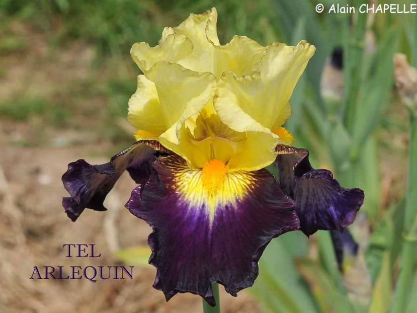 Tel Arlequin-terminat - Irisi-oferta 2019