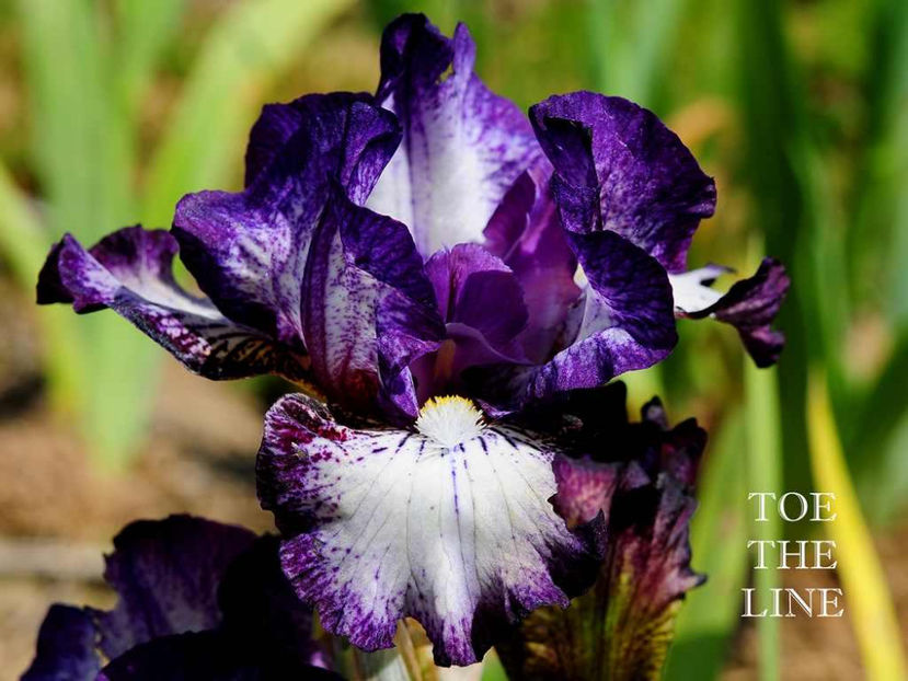 Toe the Line(M) 15 lei- terminat - Irisi-oferta 2019