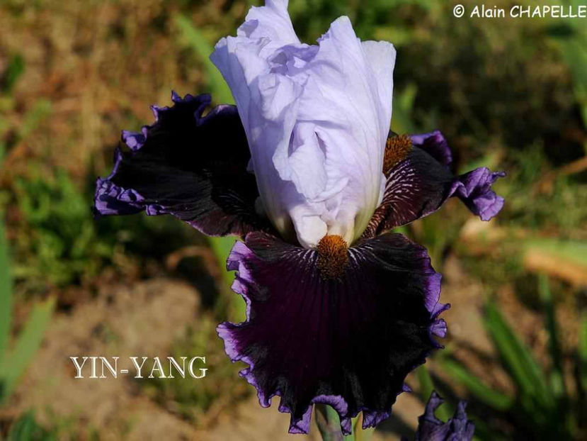 Yin Yang - Irisi-oferta 2019