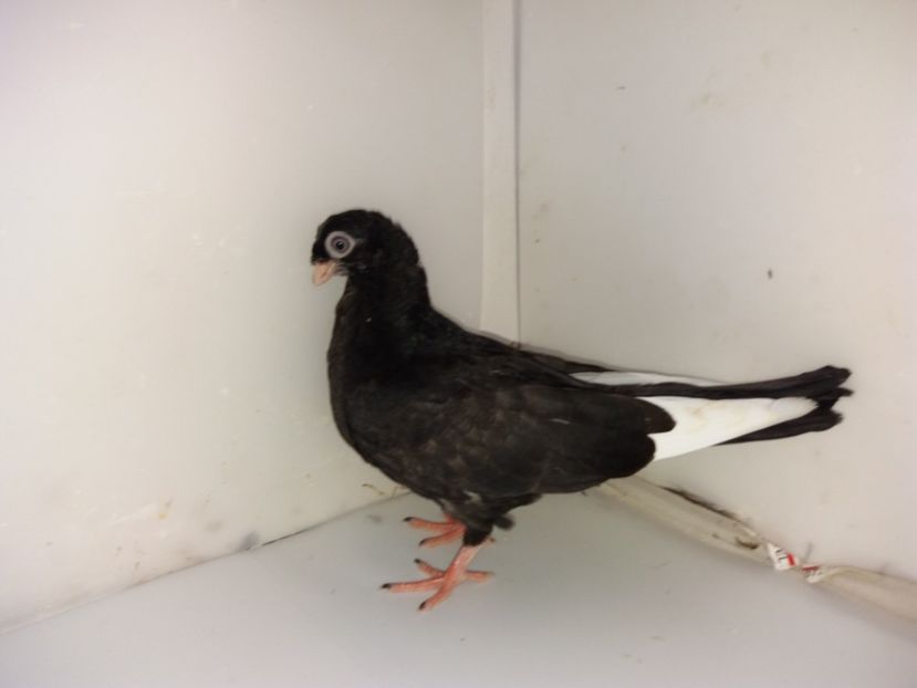 6926  mascul  2019_2 - pui 2019 BM