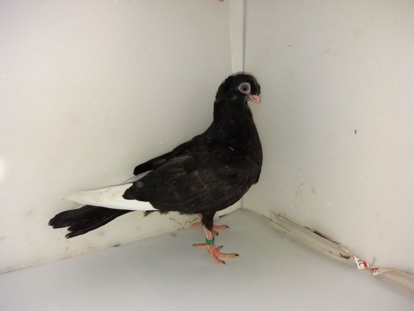 6926  mascul  2019_3 - pui 2019 BM