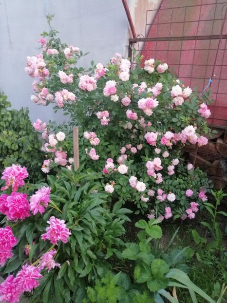  - Hybrid Multiflora Ghislaine Feuerwerk